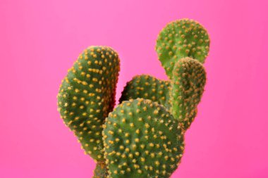 Pembe arka planda güzel yeşil Opuntia kaktüsü