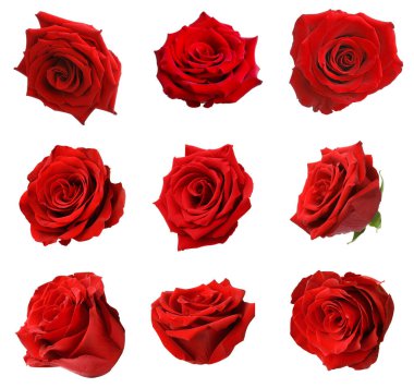 Beyaz üzerine izole kırmızı gül tomurcukları ile set