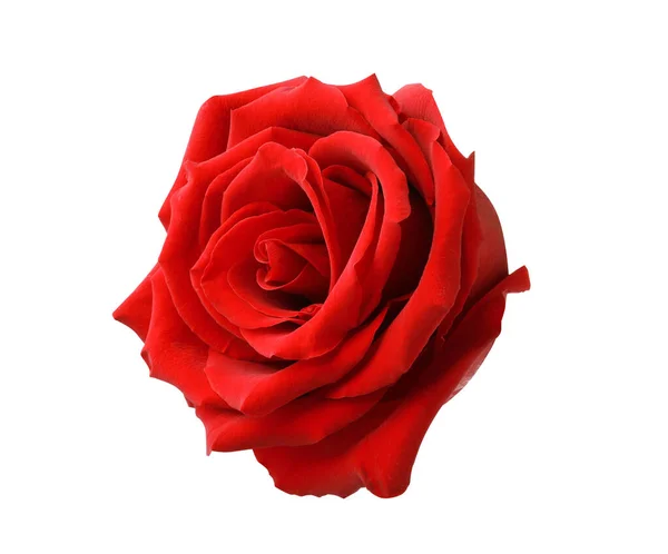 Красива Свіжа Червона Троянда Ізольована Білому — стокове фото