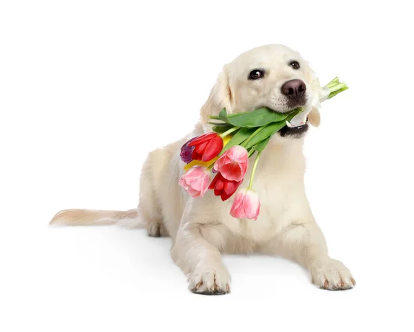 Leuke Labrador Retriever Met Mooie Tulp Bloemen Witte Achtergrond — Stockfoto
