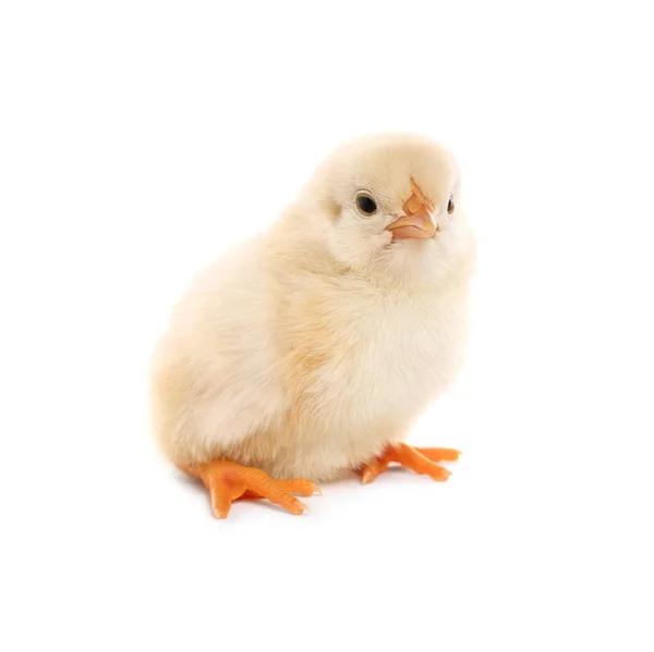 Cute Fluffy Baby Chicken White Background — Stock Photo, Image