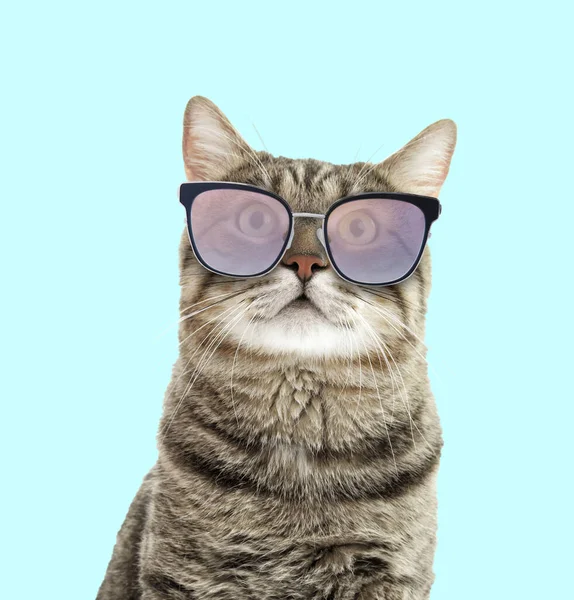 Χαριτωμένη Χνουδωτή Γάτα Γυαλιά Ηλίου Γαλάζιο Φόντο — Φωτογραφία Αρχείου