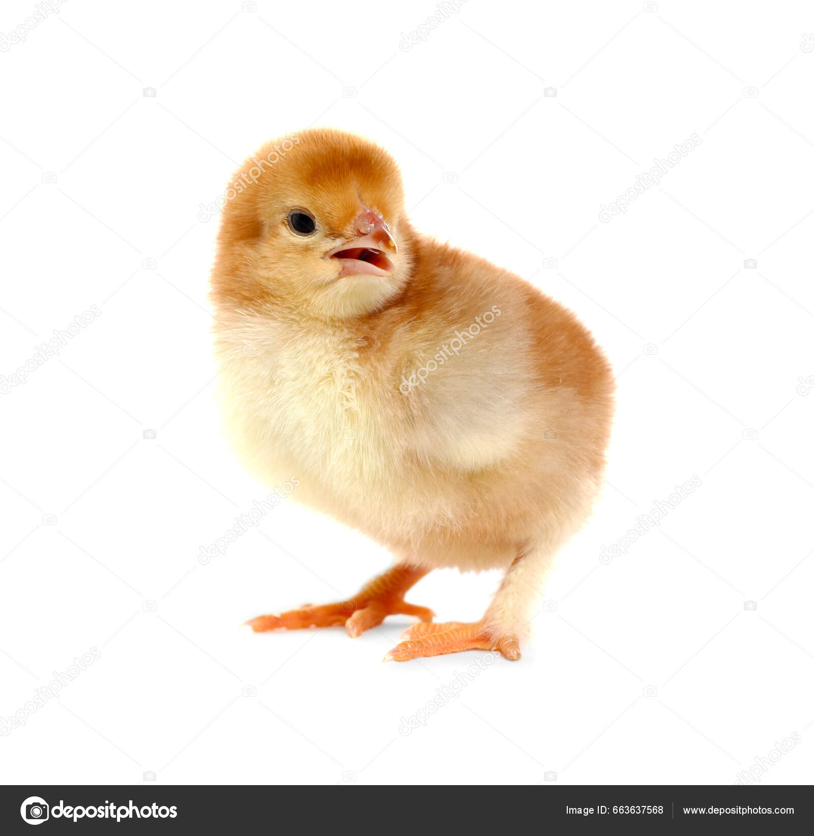 fluffy baby chicken