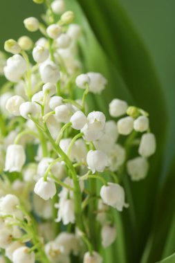 Bulanık yeşil arka planda, vadideki çiçeklerin güzel zambakları.