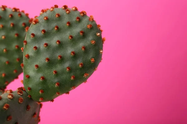 Όμορφη Πράσινη Opuntia Κάκτος Ροζ Φόντο Closeup Χώρος Για Κείμενο — Φωτογραφία Αρχείου