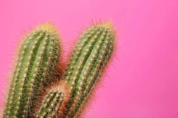 Gyönyörű Zöld Kaktusz Rózsaszín Háttérrel Hely Szövegnek Trópusi Üzem — Stock Fotó