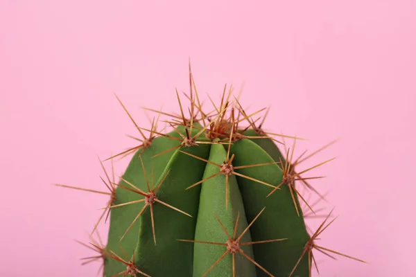 Hermoso Cactus Verde Sobre Fondo Rosa Primer Plano Planta Tropical —  Fotos de Stock