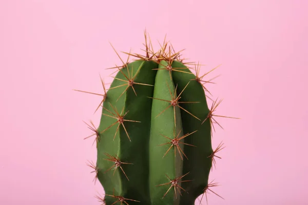 Vacker Grön Kaktus Rosa Bakgrund Närbild Tropiska Växter — Stockfoto