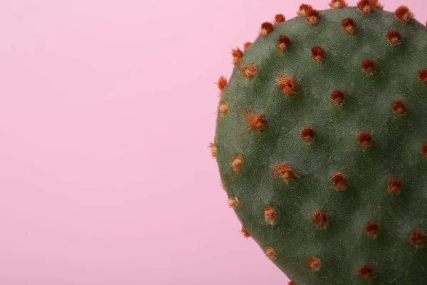 Gyönyörű Zöld Kaktusz Rózsaszín Háttérrel Közelkép Szöveggel Trópusi Üzem — Stock Fotó