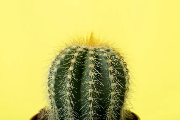 Piękny Zielony Kaktus Żółtym Tle Zbliżenie Roślina Tropikalna — Zdjęcie stockowe