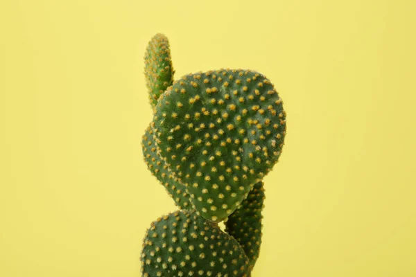Belo Cacto Opuntia Verde Sobre Fundo Amarelo — Fotografia de Stock