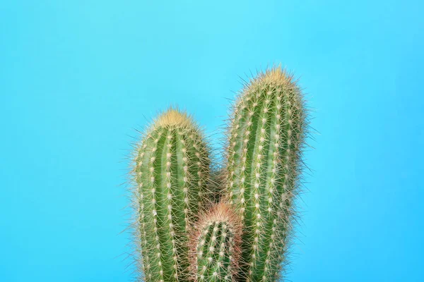 Vacker Grön Kaktus Ljusblå Bakgrund Tropiska Växter — Stockfoto