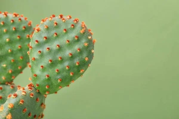 Piękny Zielony Kaktus Opuntia Tle Koloru Zbliżenie Miejsce Tekst — Zdjęcie stockowe