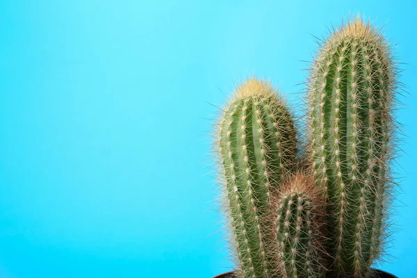 Prachtige Groene Cactus Lichtblauwe Achtergrond Ruimte Voor Tekst Tropische Planten — Stockfoto