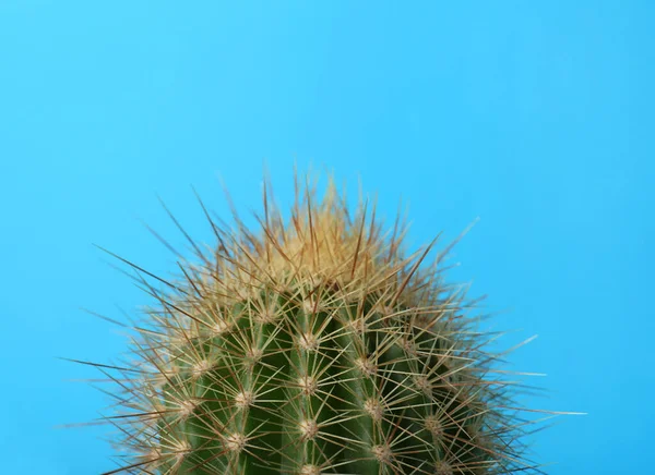 Piękny Zielony Kaktus Jasnoniebieskim Tle Zbliżenie Roślina Tropikalna — Zdjęcie stockowe