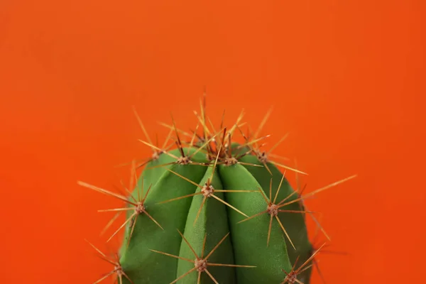 オレンジの背景に美しい緑のサボテン クローズアップ 熱帯植物 — ストック写真