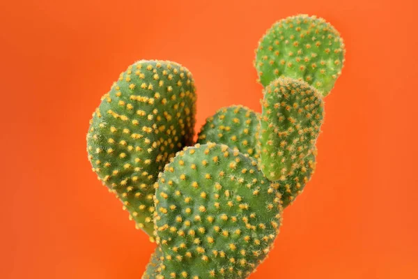Hermoso Cactus Verde Opuntia Sobre Fondo Naranja Primer Plano —  Fotos de Stock