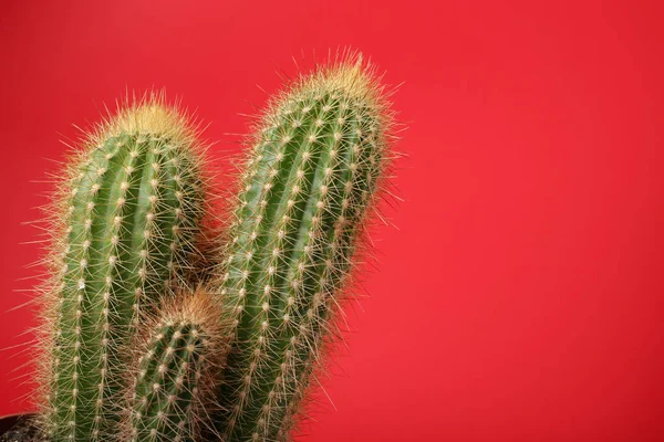Piękny Zielony Kaktus Czerwonym Tle Miejsce Tekst Roślina Tropikalna — Zdjęcie stockowe