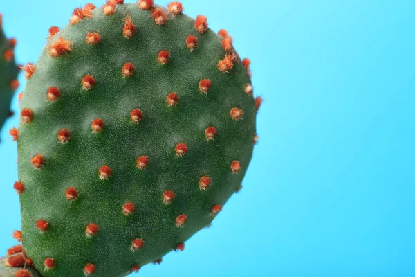 Vacker Grön Opuntia Kaktus Ljusblå Bakgrund Närbild Plats För Text — Stockfoto