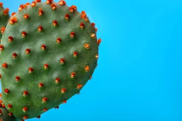 Hermoso Cactus Verde Opuntia Sobre Fondo Azul Claro Primer Plano —  Fotos de Stock