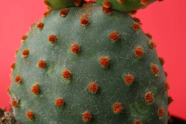 Hermoso Cactus Verde Opuntia Sobre Fondo Rojo Primer Plano —  Fotos de Stock