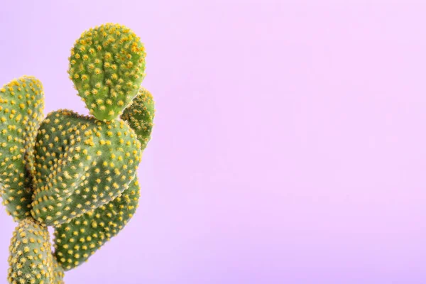 Belo Cacto Opuntia Verde Sobre Fundo Violeta Espaço Para Texto — Fotografia de Stock