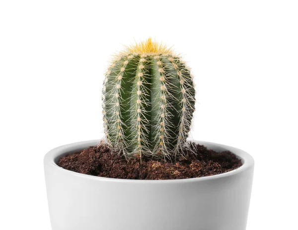 Gyönyörű Zöld Kaktusz Fazékban Elszigetelt Fehér — Stock Fotó
