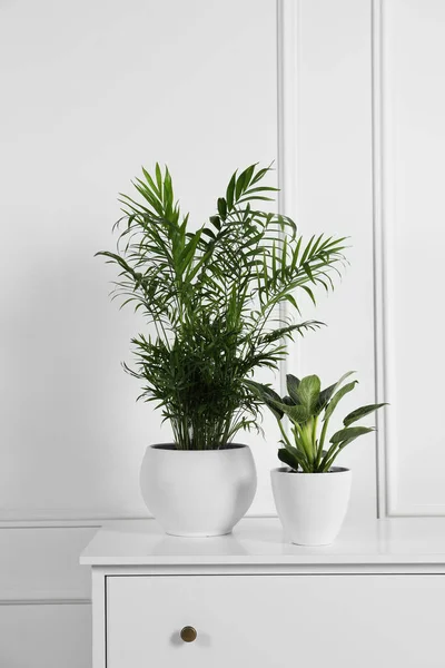 Plantas Sala Diferentes Vasos Peito Gavetas Perto Parede Branca — Fotografia de Stock