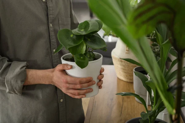 stock image Woman with beautiful green houseplant indoors, closeup