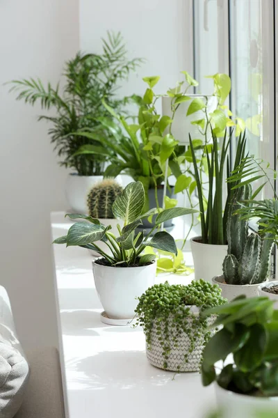 Many Beautiful Potted Houseplants Windowsill Indoors — Stock Photo, Image