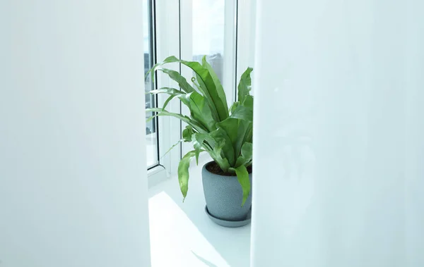 Piękna Roślina Asplenium Garnku Parapecie Pomieszczeniach — Zdjęcie stockowe