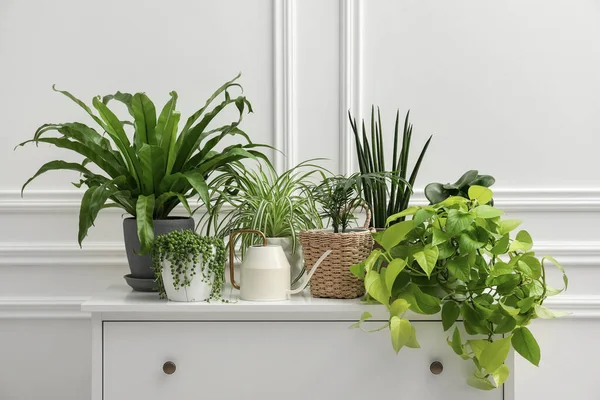 Green Potted Houseplants Chest Drawers White Wall — Stock Photo, Image
