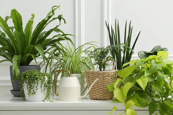 Green Potted Houseplants Chest Drawers White Wall — Stock Photo, Image