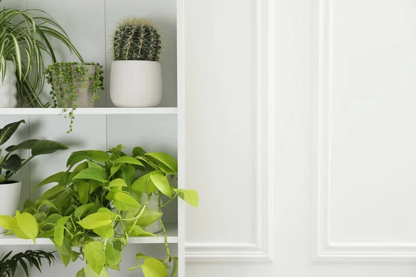 Grüne Topfpflanzen Regalen Neben Weißen Wänden Raum Für Text — Stockfoto