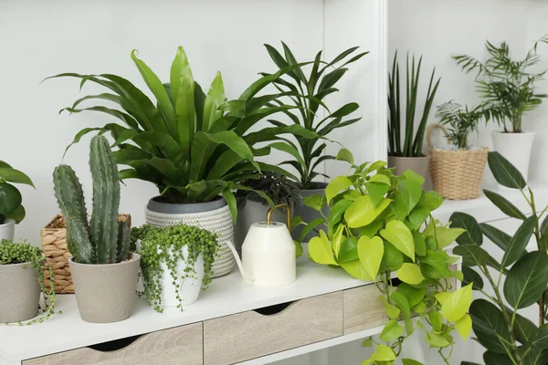 Many Green Potted Houseplants Table Indoors — Stock Photo, Image