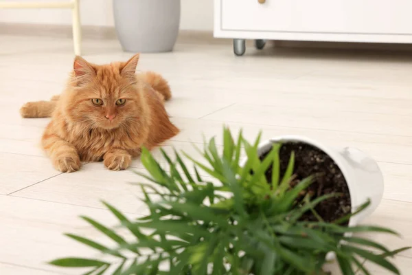 Χαριτωμένη Γάτα Κοντά Αναποδογύρισε Φυτό Στο Σπίτι — Φωτογραφία Αρχείου