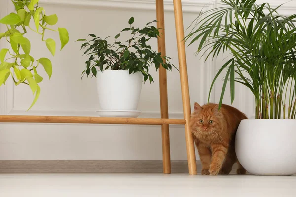 Αξιολάτρευτη Γάτα Κοντά Πράσινα Φυτά Στο Σπίτι — Φωτογραφία Αρχείου