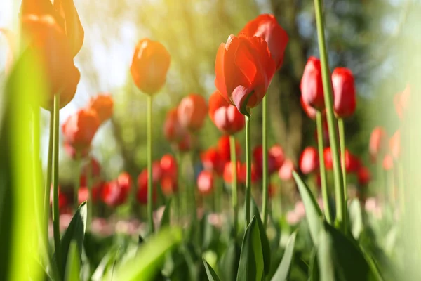 Vackra Röda Tulpaner Växer Utomhus Solig Dag Närbild — Stockfoto