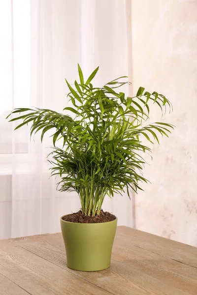 Verpotte Chamaedorea Palm Houten Tafel Binnen Prachtige Kamerplant — Stockfoto