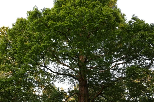 Vacker Utsikt Över Träd Med Gröna Blad Växer Utomhus — Stockfoto