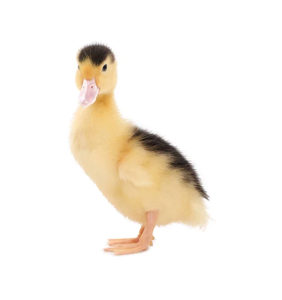 Yavru Hayvan Beyaz Arka Planda Sevimli Pofuduk Ördek Yavrusu — Stok fotoğraf