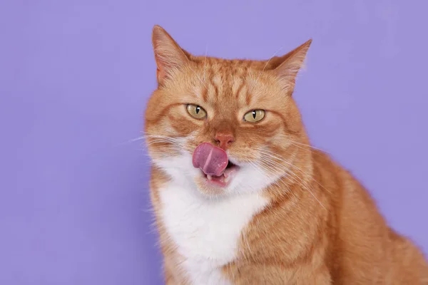 Cute Cat Licking Itself Lilac Background — Stock Photo, Image