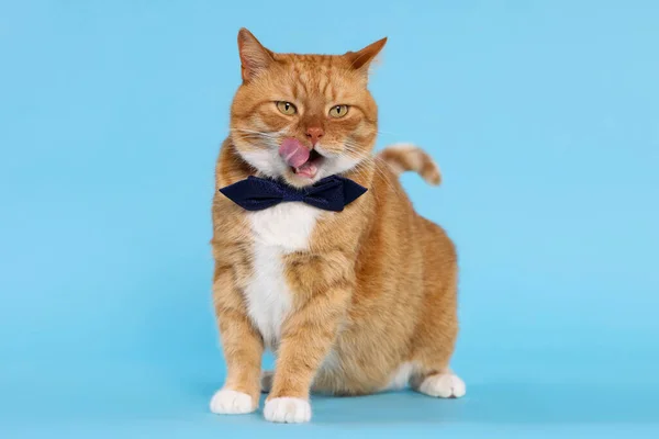 Cute Cat Bow Tie Licking Itself Light Blue Background — Stock Photo, Image