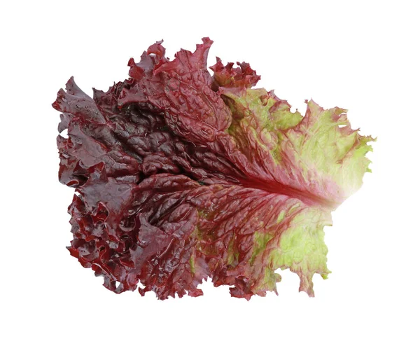 Leaf Fresh Red Coral Lettuce Isolated White — Stock Photo, Image