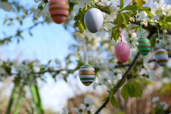Maravilhosamente Pintados Ovos Páscoa Pendurados Árvore Florescente Livre Close — Fotografia de Stock