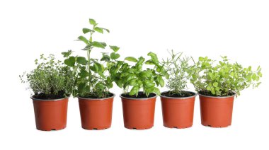 Beyaz arka planda farklı aromatik saksı bitkileri