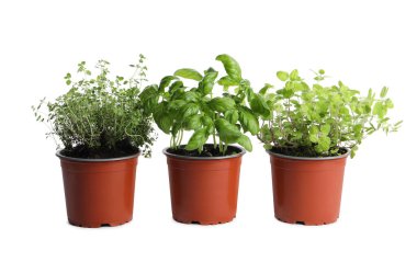 Beyaz arka planda farklı aromatik saksı bitkileri