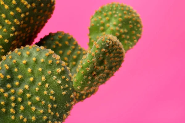 Hermoso Cactus Verde Opuntia Sobre Fondo Rosa Primer Plano Espacio —  Fotos de Stock