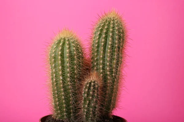 Vacker Grön Kaktus Rosa Bakgrund Tropiska Växter — Stockfoto