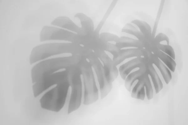 光を背景にしたモンスター植物の影 — ストック写真